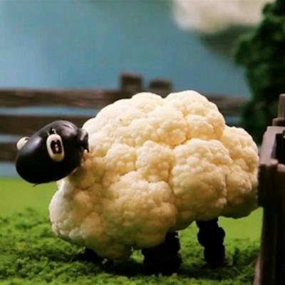ovelhas de couve-flor