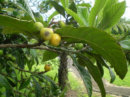 loquat chutney