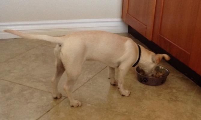comida de cachorro caseira na panela elétrica