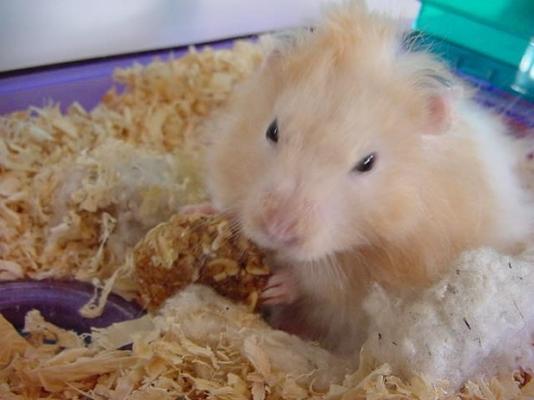 biscoitos agradáveis ​​para hamsters