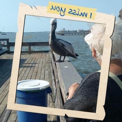 prato de endívia / dente de leão das mães