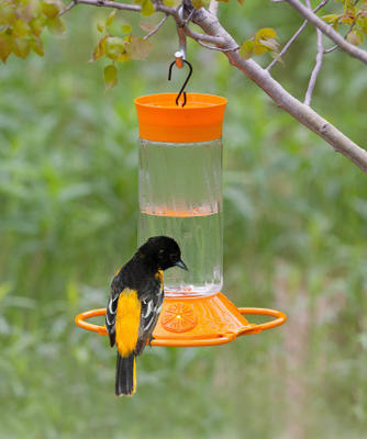 néctar de oriole