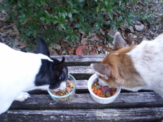 O jantar de carne e vegetais de kona k para cachorrinhos
