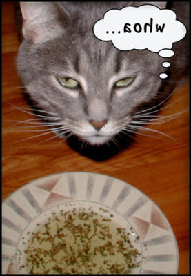 querido, o gato mergulhou o nip novamente (chá catnip)