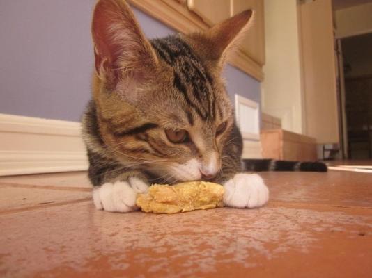 Delícias de atum para gatos